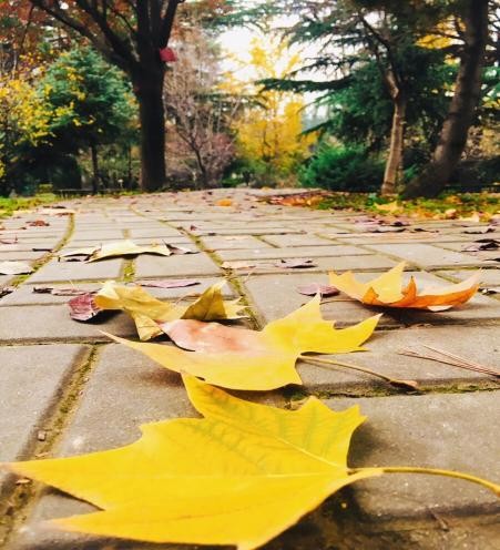 976eae983c25473cb673e0fced15feb7