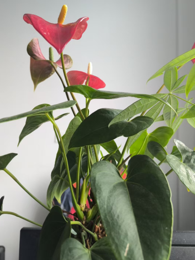 夏日灼灼，西瓜清凉