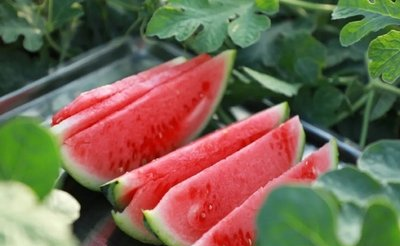 给西瓜的谢谢信